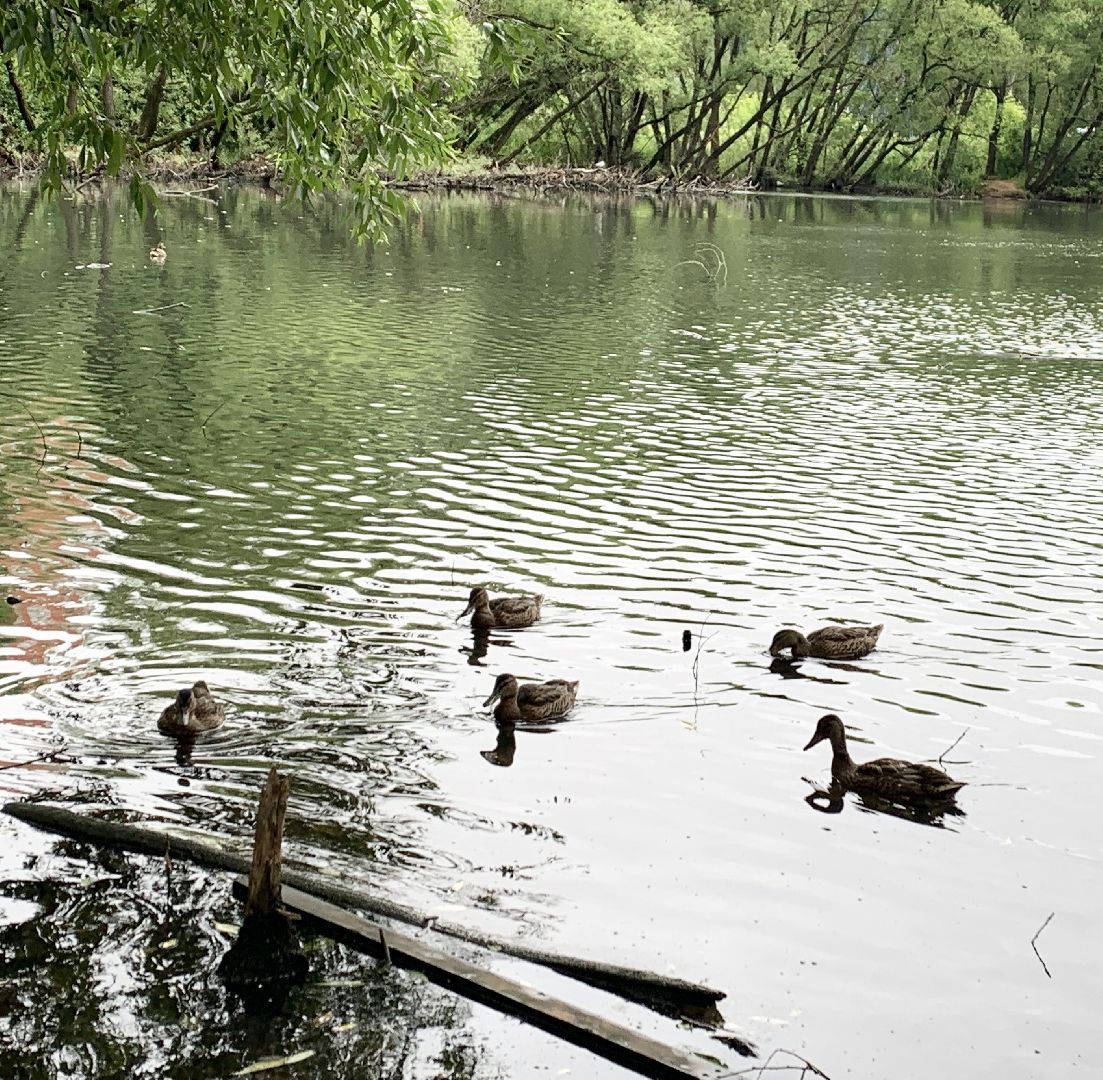 Балашиха, Подмосковье, экология, водоёмы, Вода России