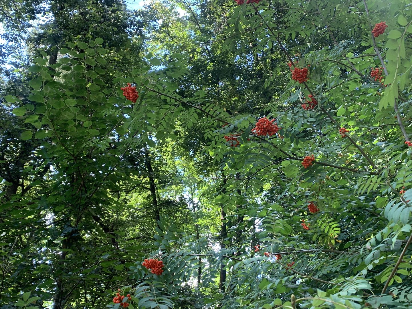 Калина, урожай, Красногорск