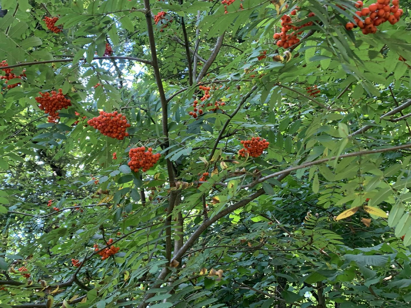 Калина, урожай, Красногорск