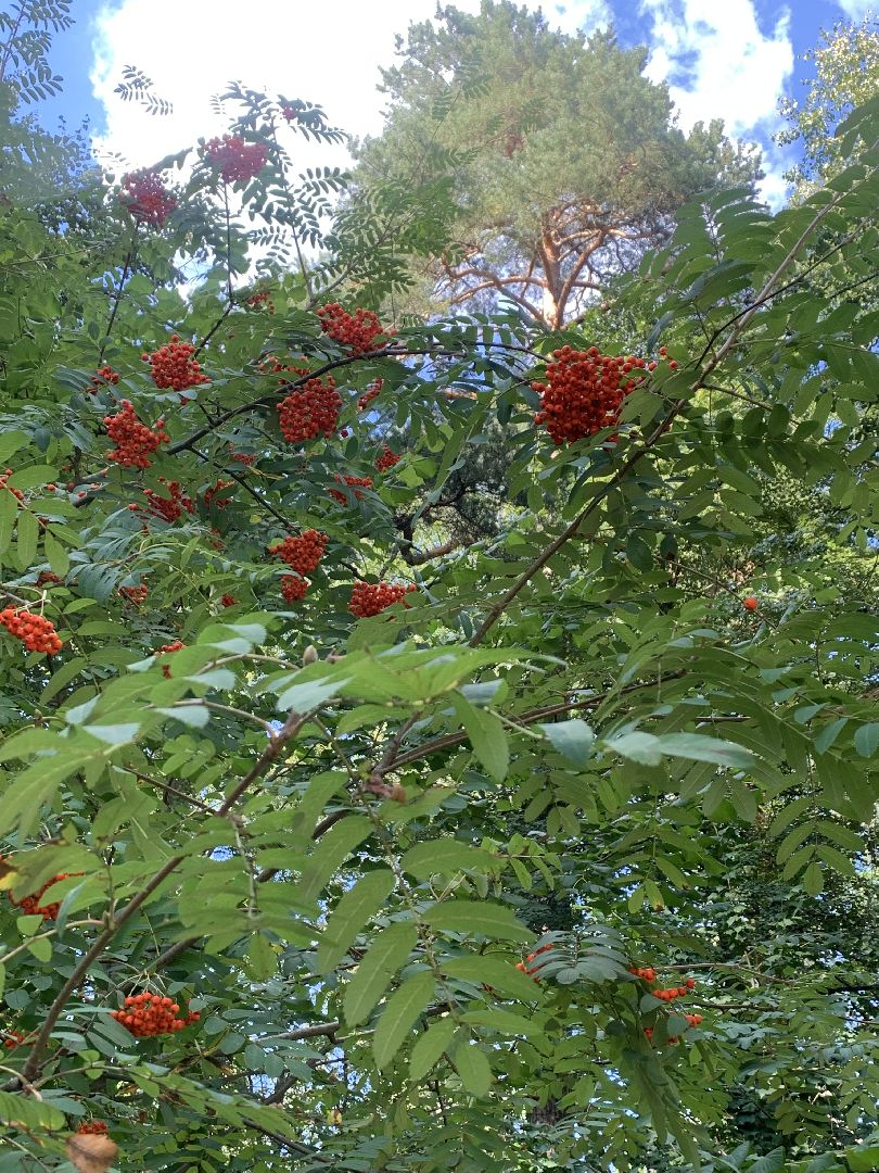 Калина, урожай, Красногорск