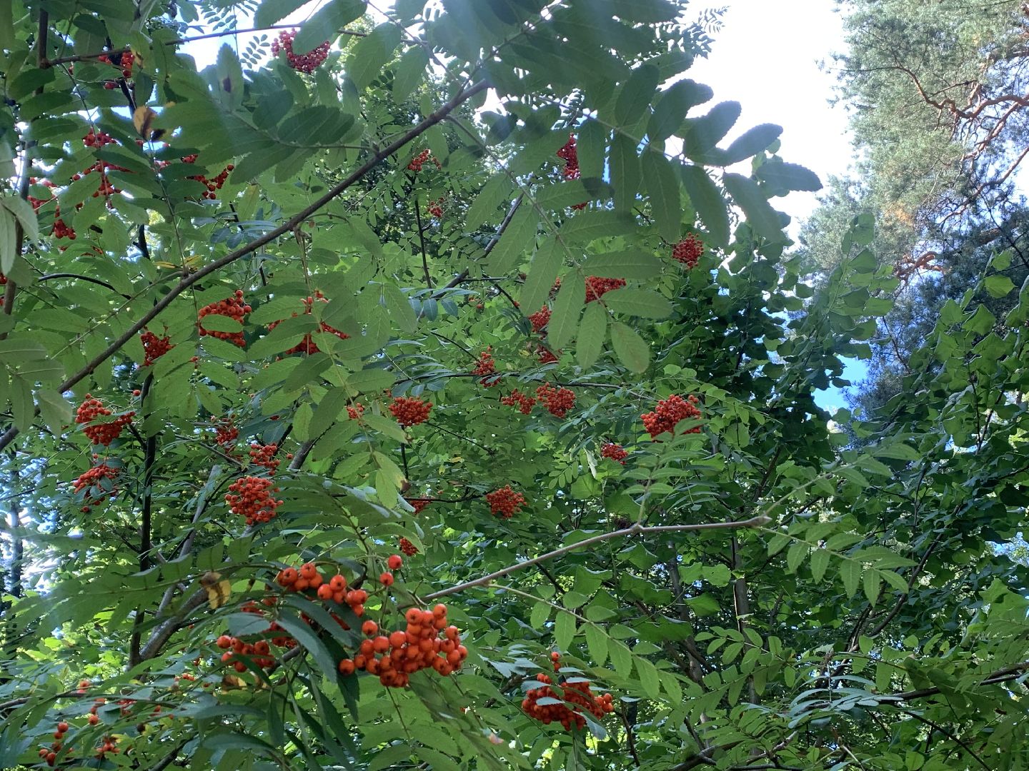 Калина, урожай, Красногорск