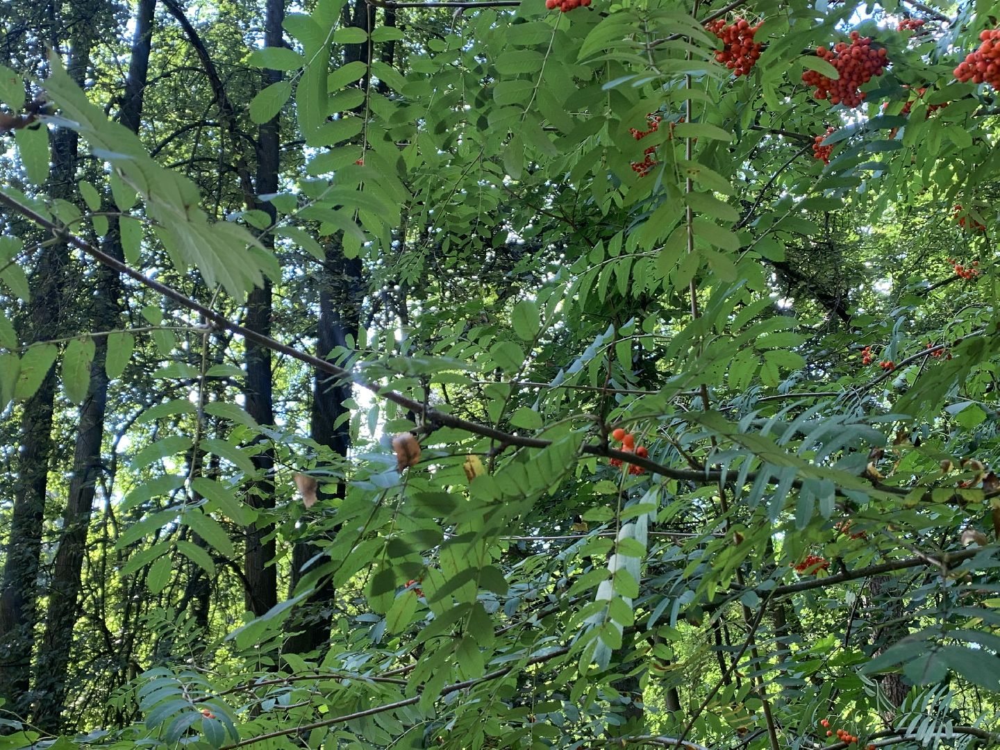 Калина, урожай, Красногорск