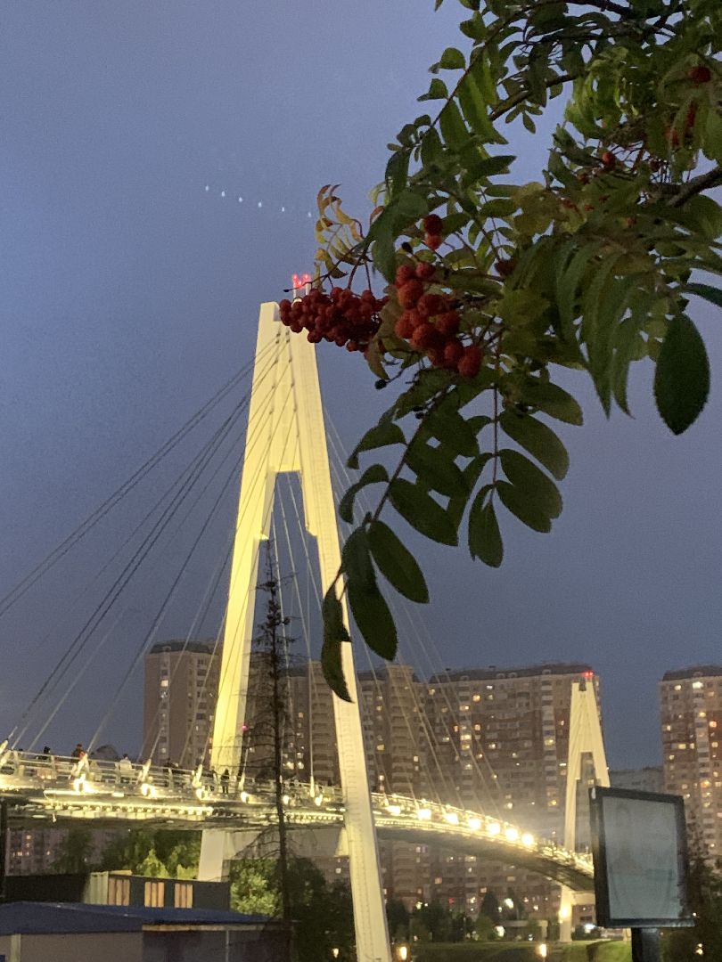 Калина, урожай, Красногорск