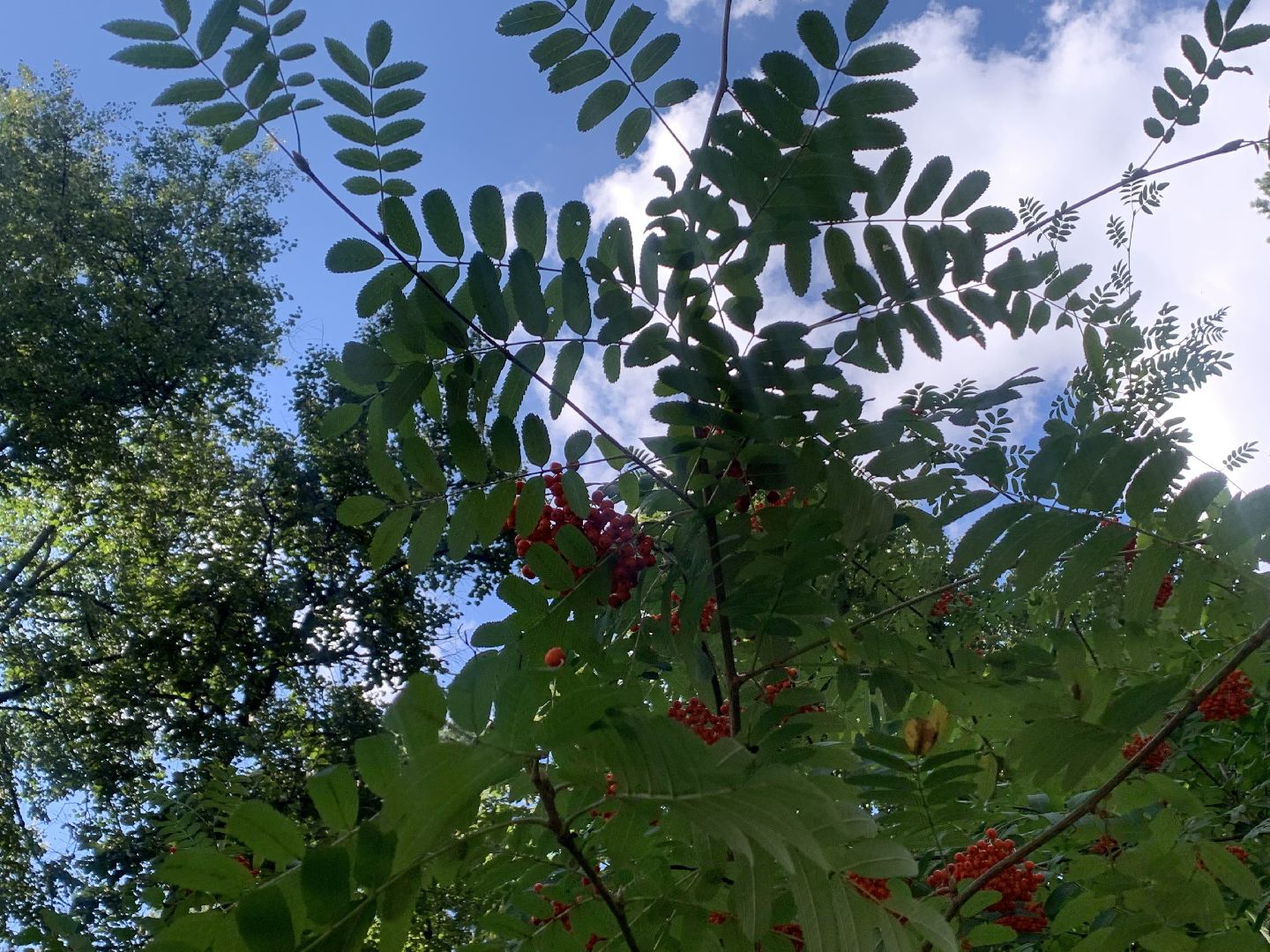 Калина, урожай, Красногорск