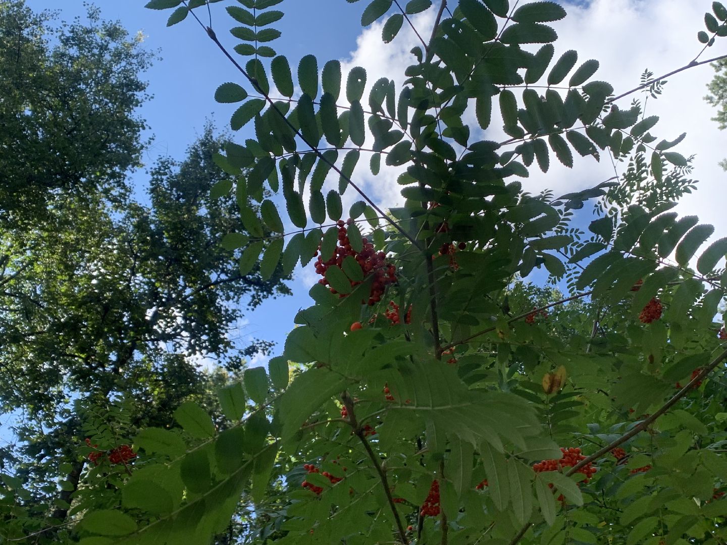 Калина, урожай, Красногорск