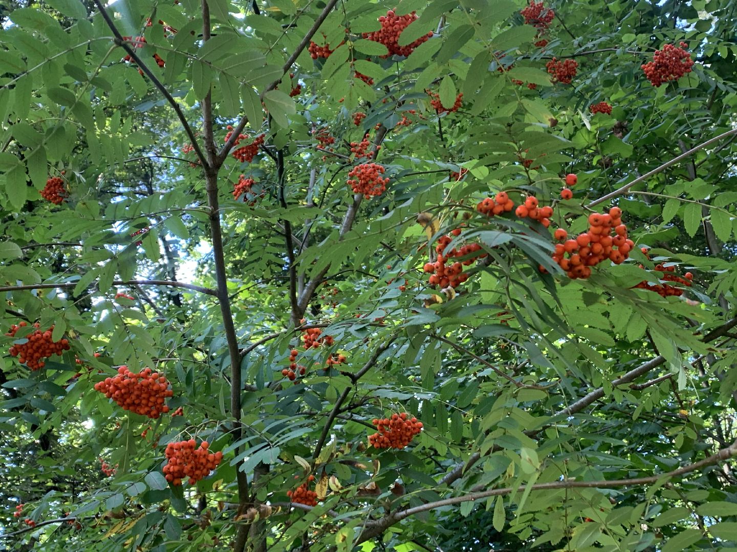 Калина, урожай, Красногорск