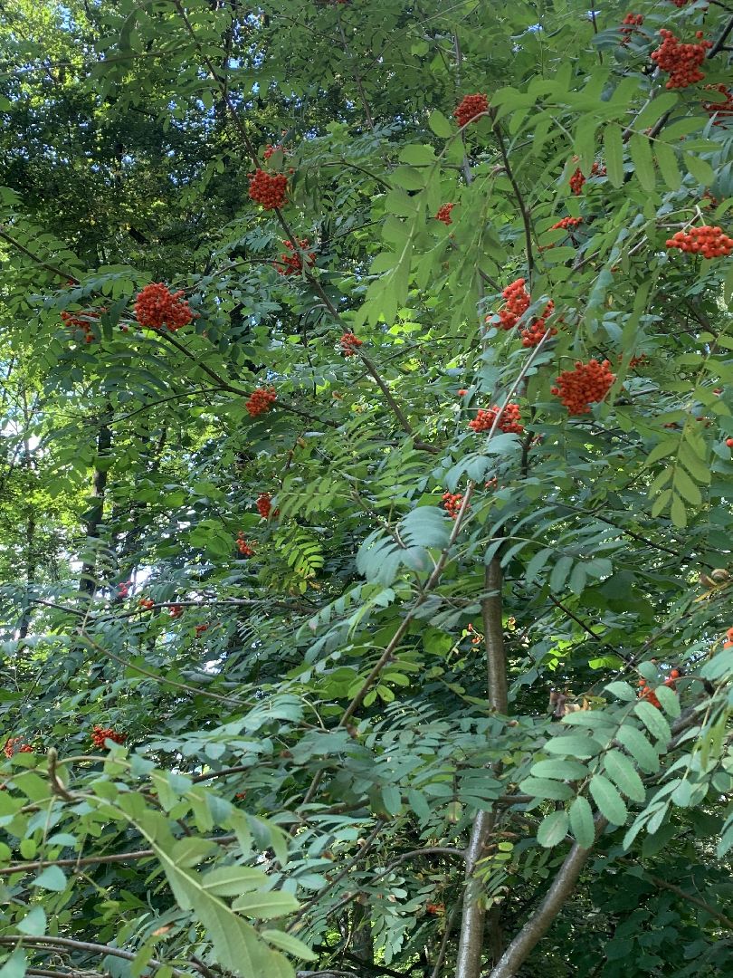 Калина, урожай, Красногорск