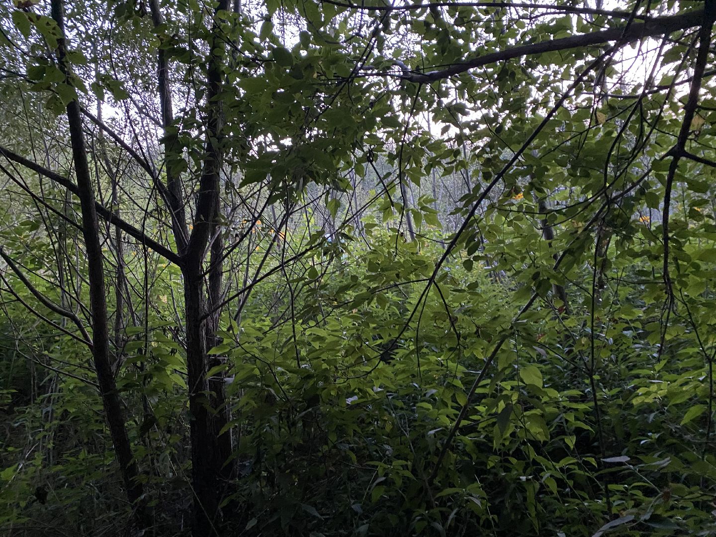 Балашиха, Салтыковка, квартал Акатово, очистные сооружения,