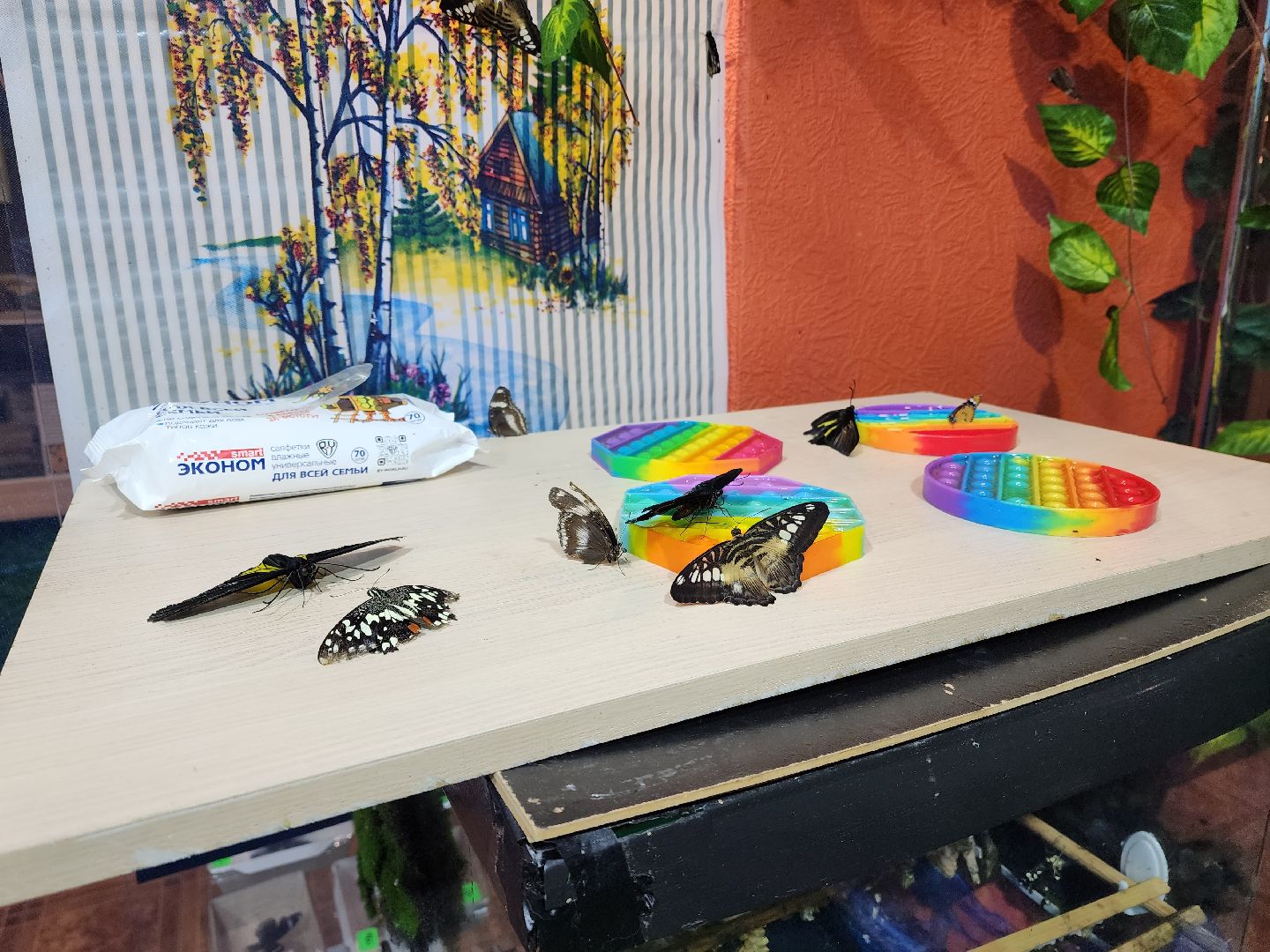 Раменское, культура, выставка экзотических бабочек, что пьют бабочки