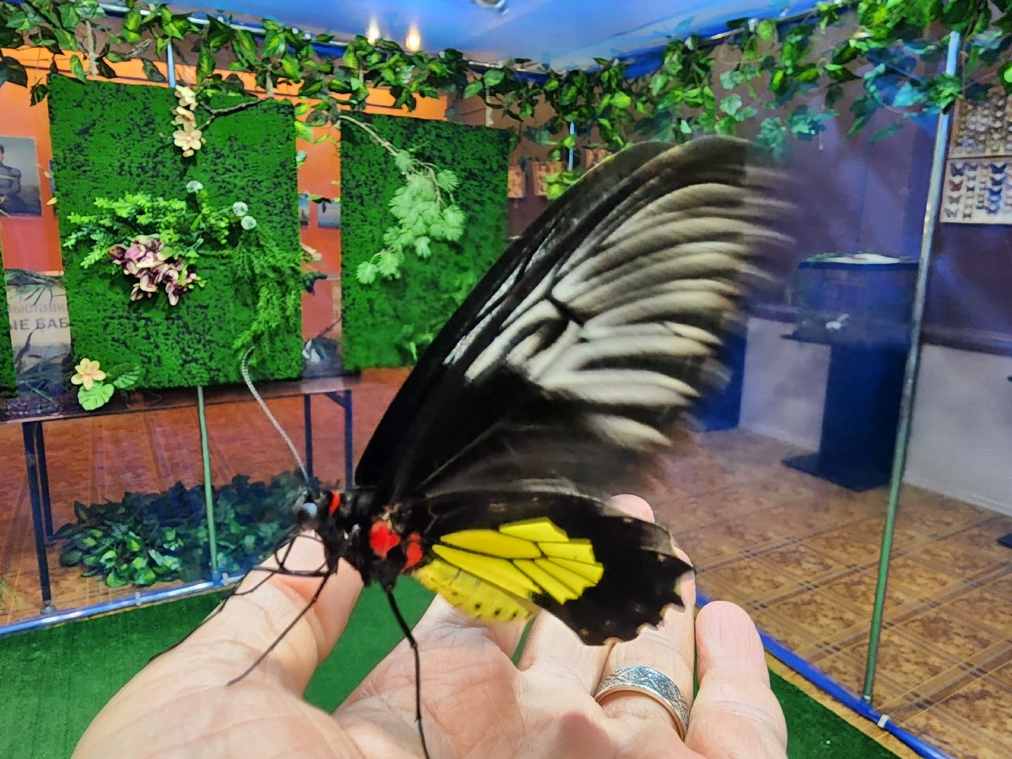 Раменское, культура, выставка экзотических бабочек, что пьют бабочки