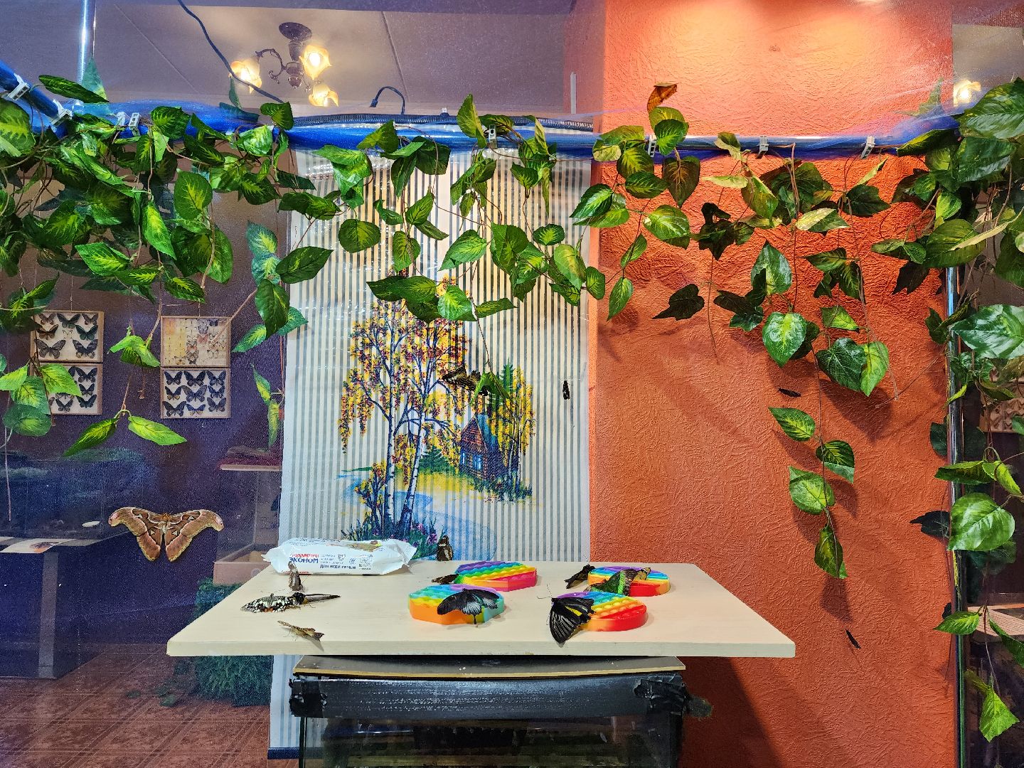 Раменское, культура, выставка экзотических бабочек, что пьют бабочки