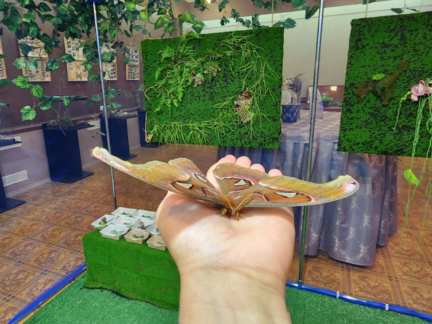 Раменское, культура, выставка экзотических бабочек, что пьют бабочки