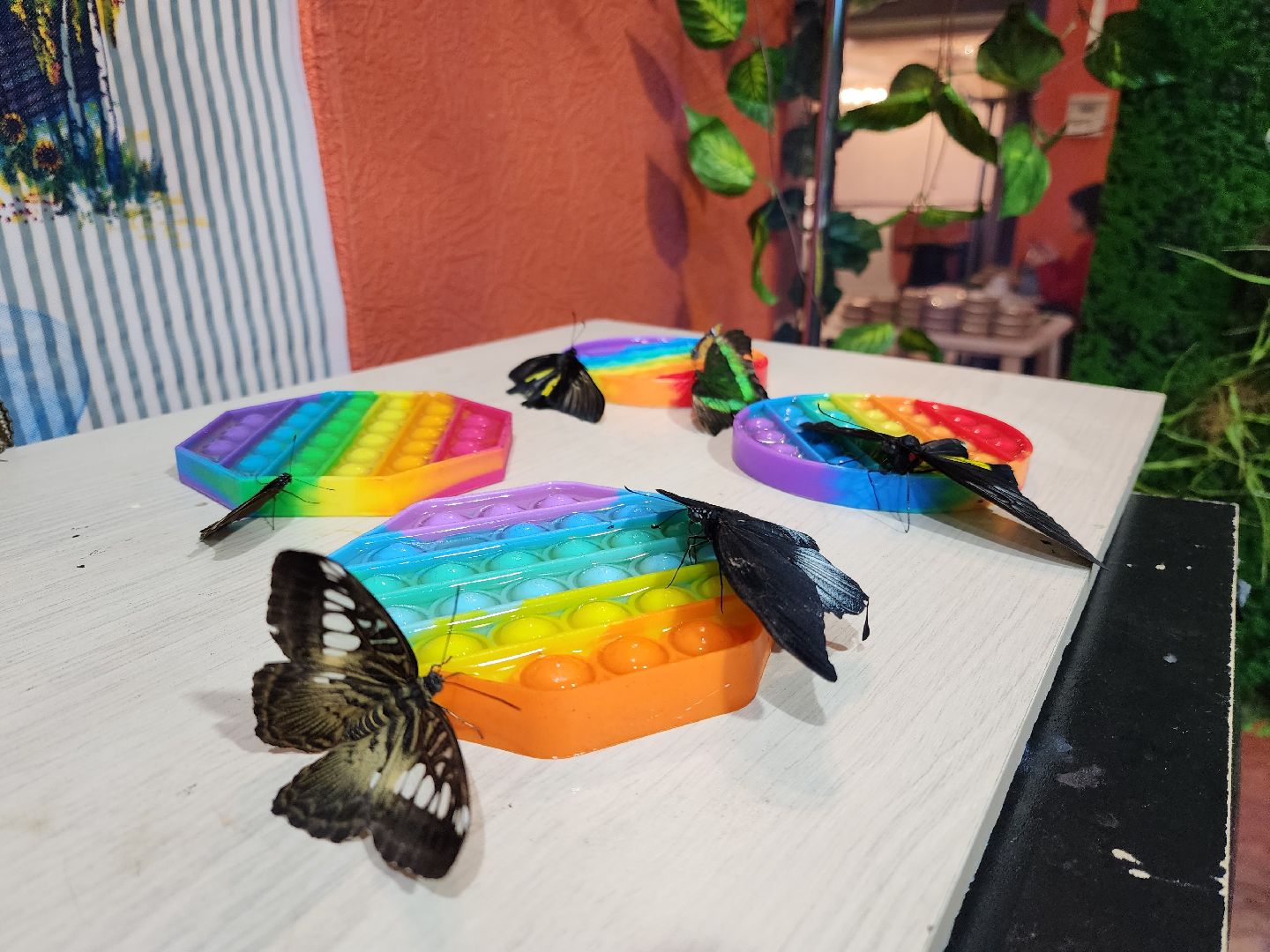 Раменское, культура, выставка экзотических бабочек, что пьют бабочки