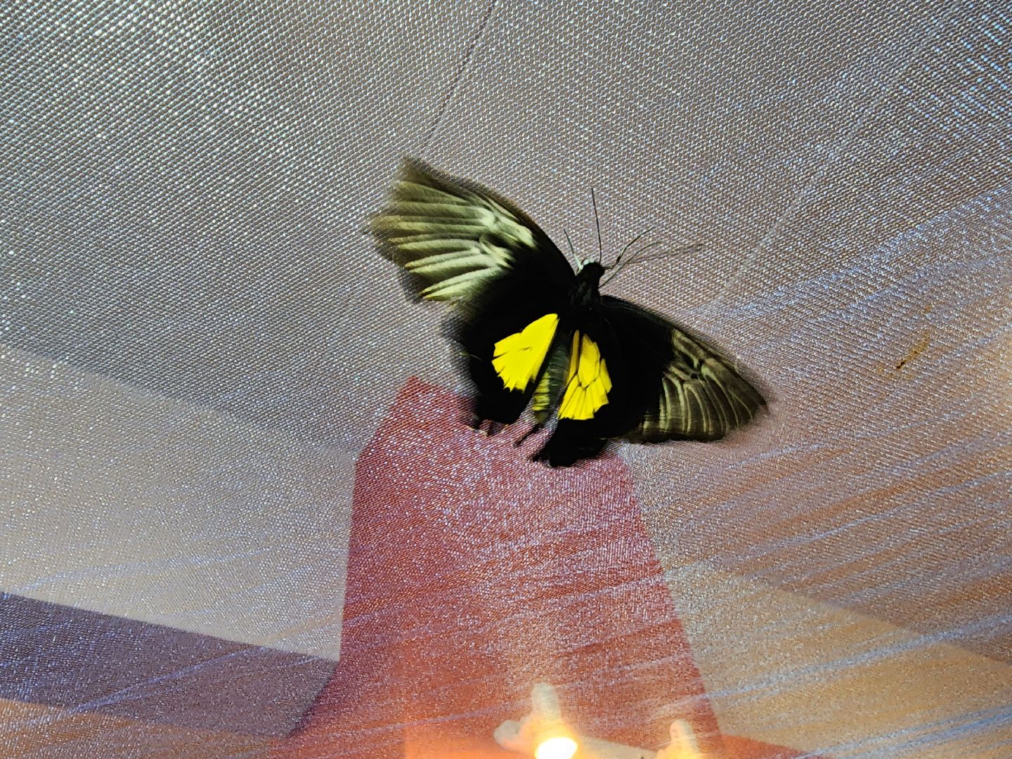 Раменское, культура, выставка экзотических бабочек, что пьют бабочки