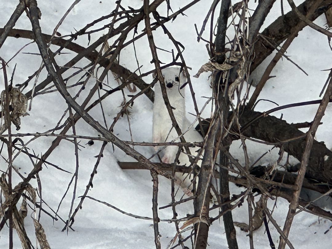 благоустройство, парк, арт-объект, деревья, облепиха, облепиховый сад, Реутов