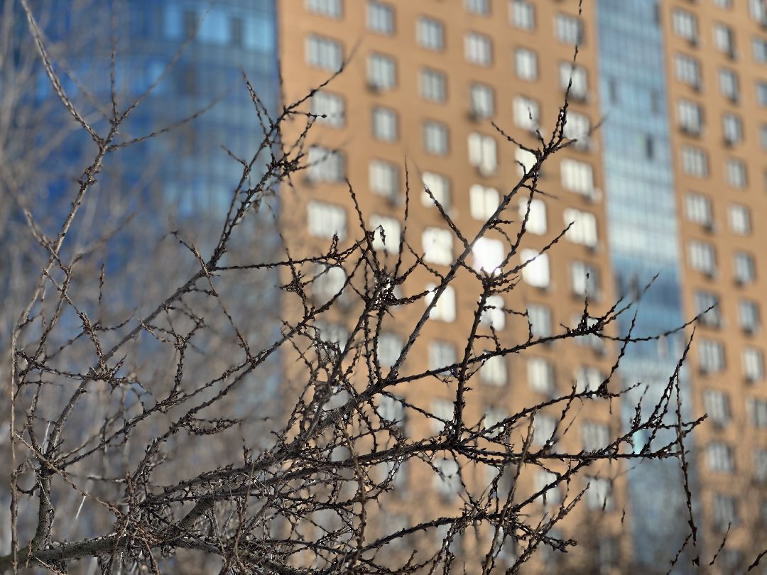 благоустройство, парк, арт-объект, деревья, облепиха, облепиховый сад, Реутов