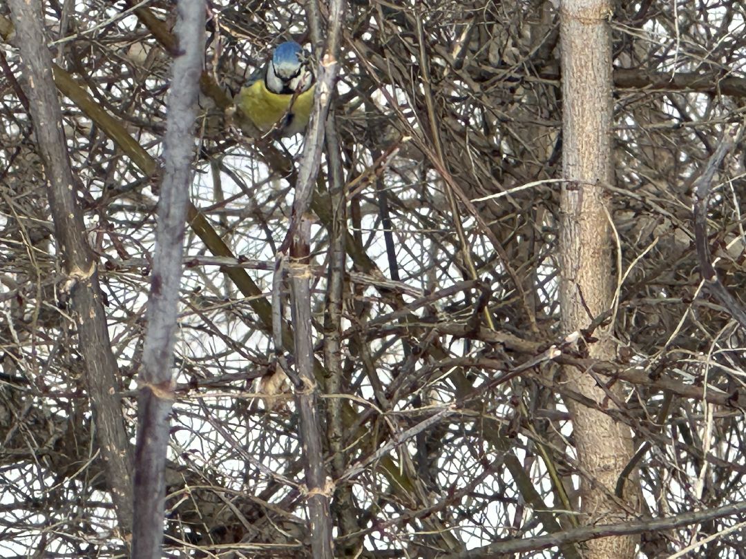 благоустройство, парк, арт-объект, деревья, облепиха, облепиховый сад, Реутов