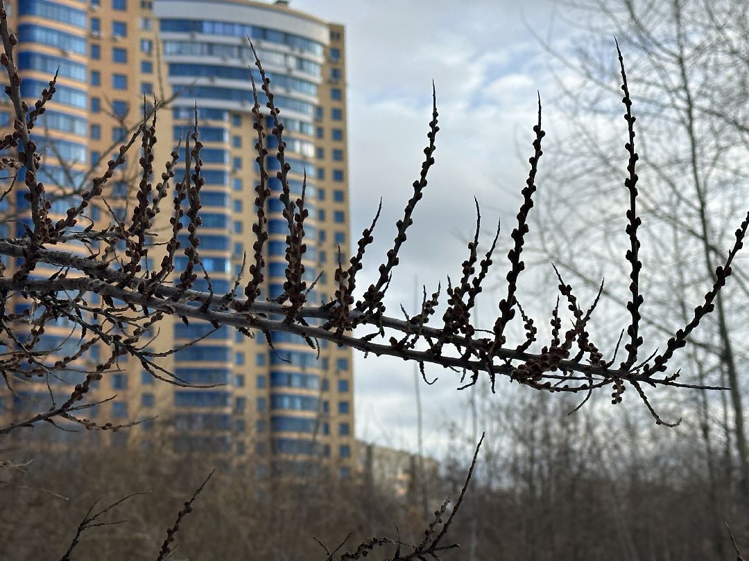 благоустройство, парк, арт-объект, деревья, облепиха, облепиховый сад, Реутов