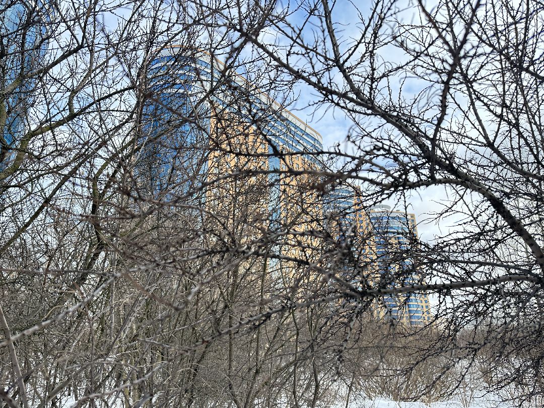 благоустройство, парк, арт-объект, деревья, облепиха, облепиховый сад, Реутов