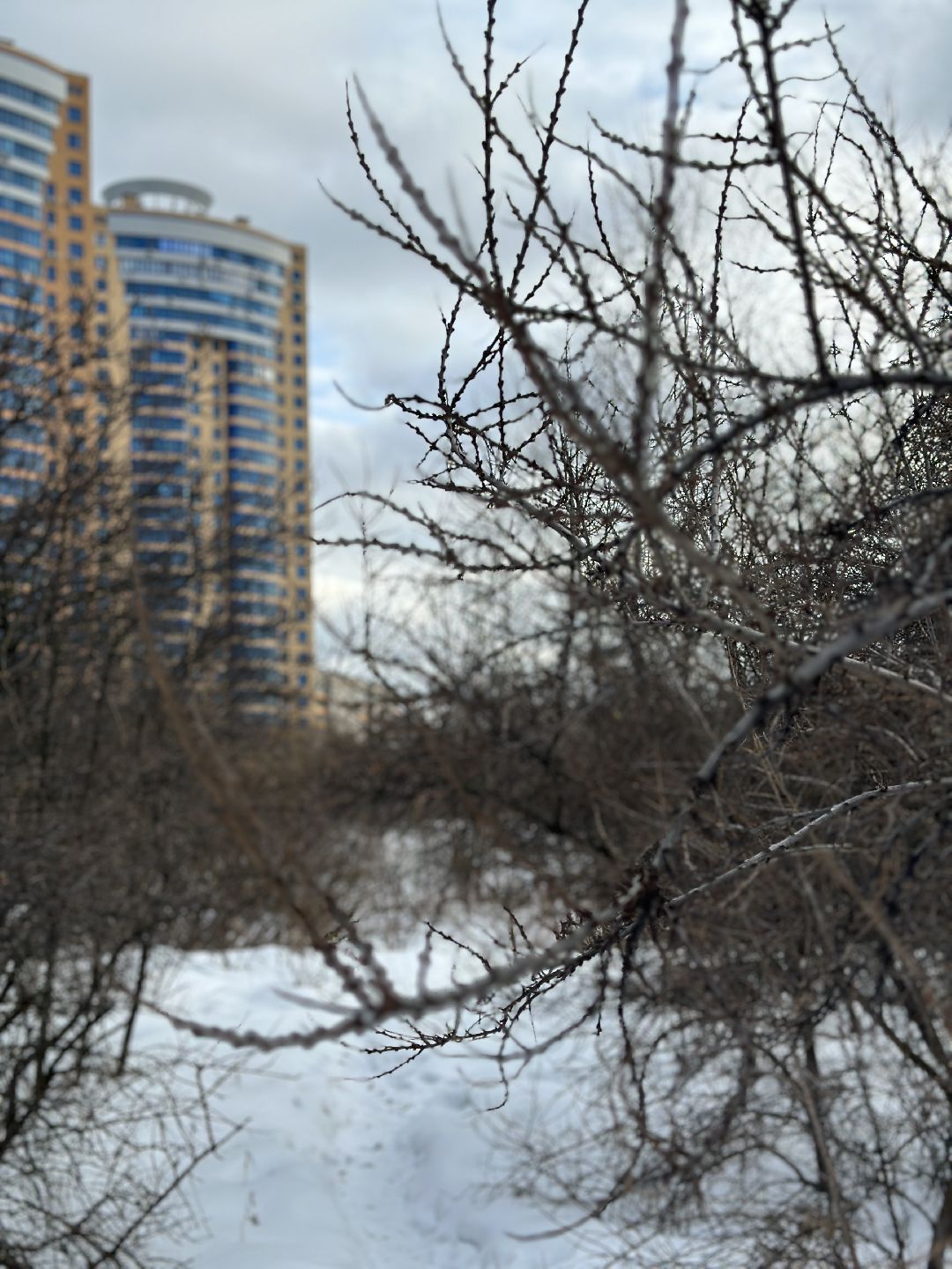 благоустройство, парк, арт-объект, деревья, облепиха, облепиховый сад, Реутов