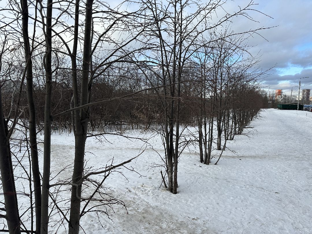 благоустройство, парк, арт-объект, деревья, облепиха, облепиховый сад, Реутов