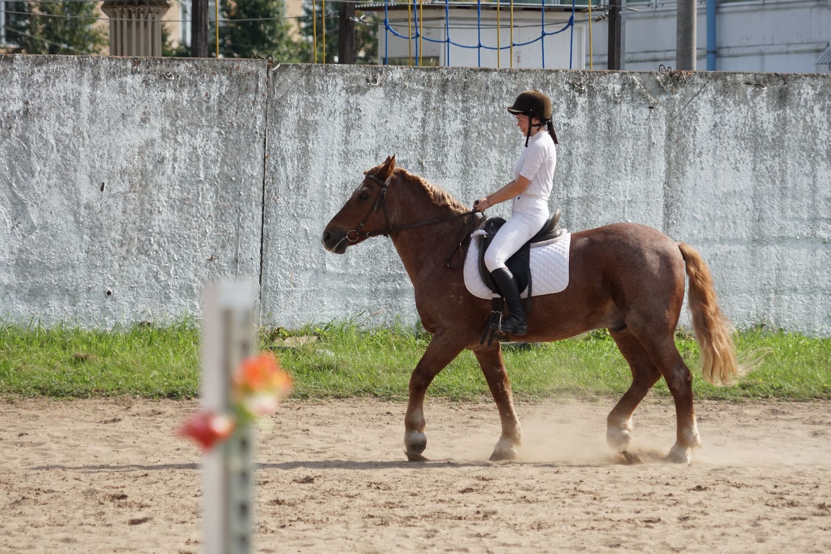 Егорьевск, спорт, Мещера, конкур,