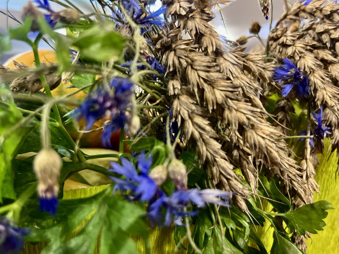 Наро-Фоминск, урожай, дары осени, ЦДК «Звезда», огород