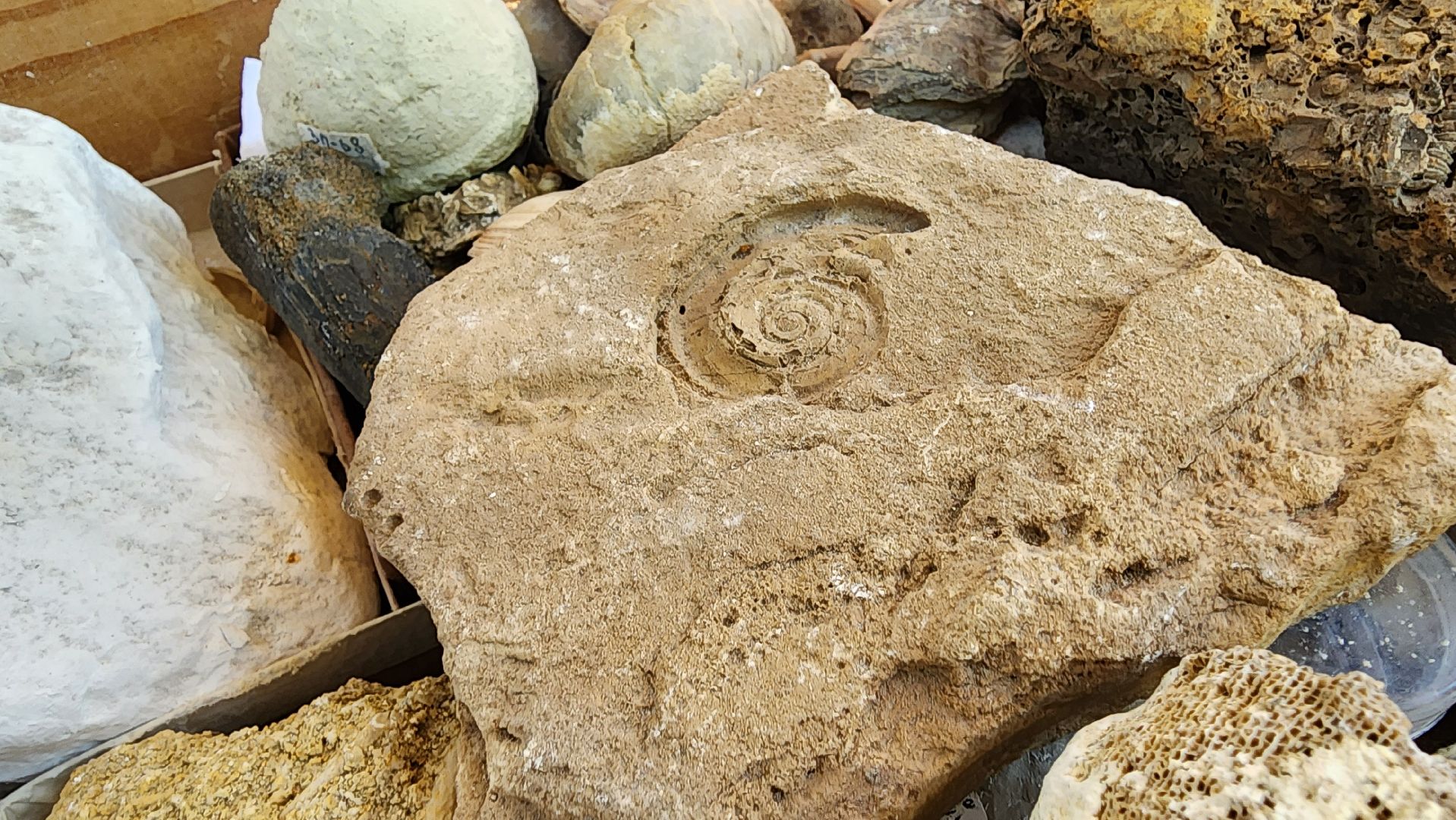 Ступино, день знаний, историко-краеведческий музей