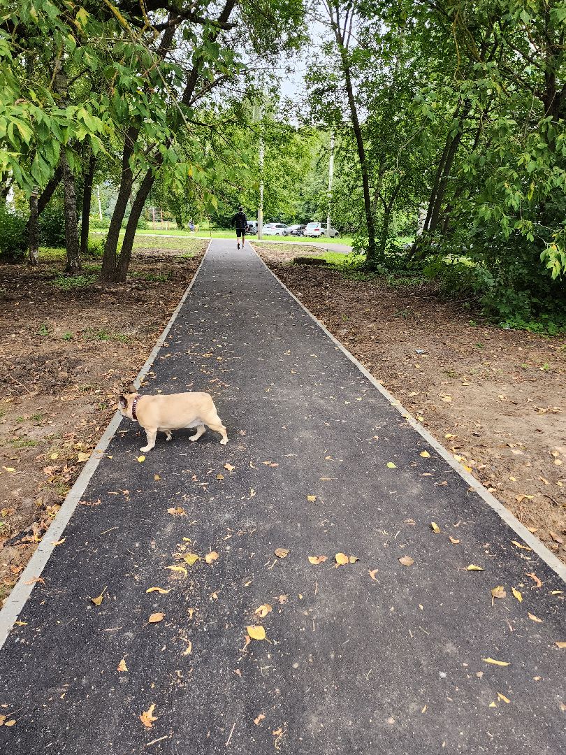 народная тропа, благоустройство, серпухов, улица осенняя, двор, жители,