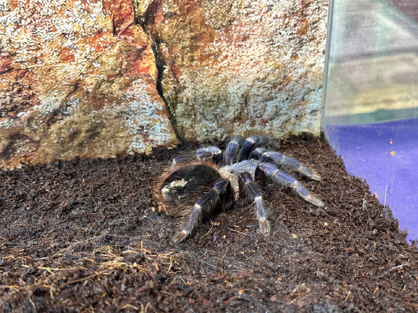 Реутов, выставки, музей, пауки, тарантулы, питоны