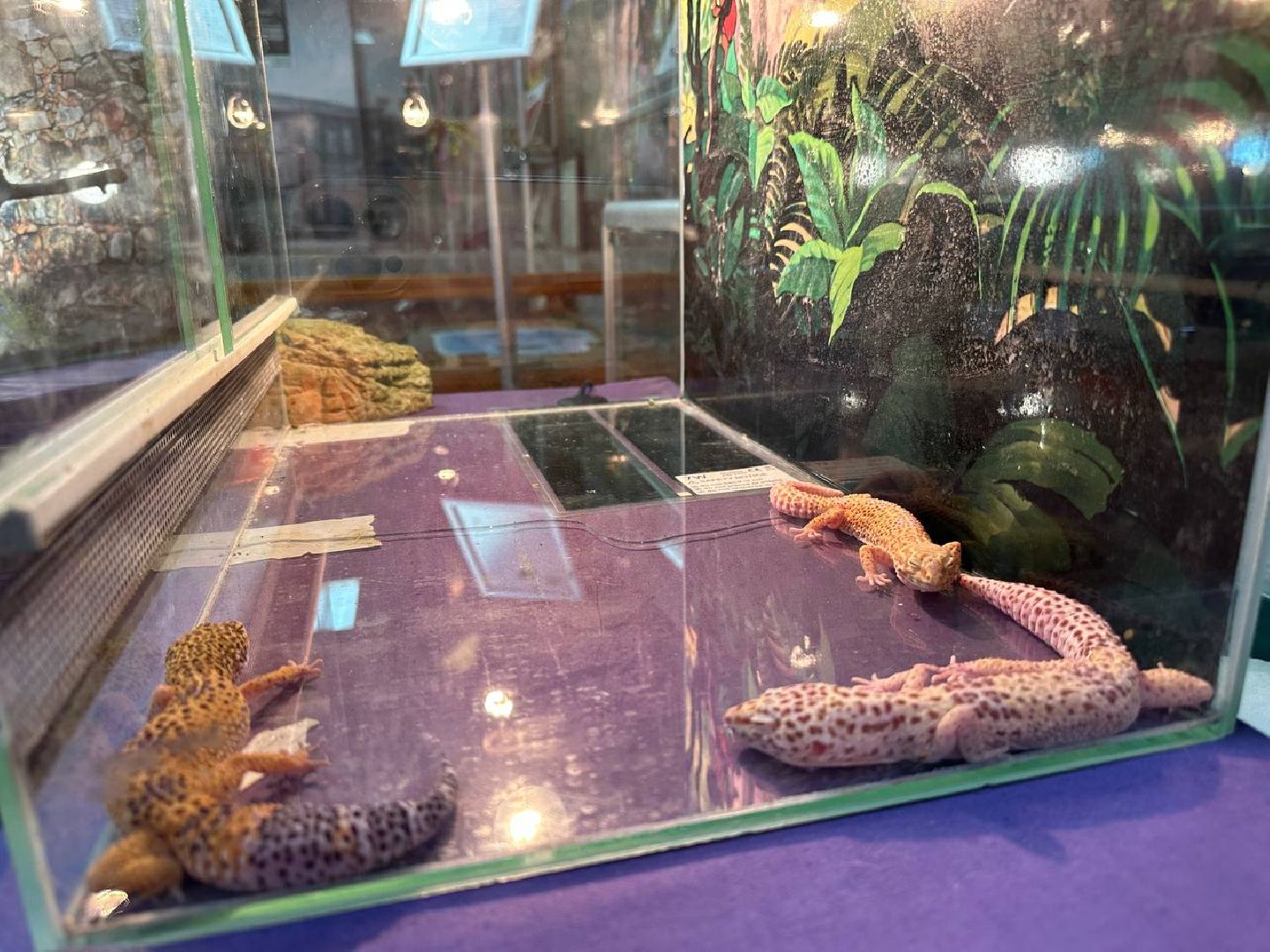 Реутов, выставки, музей, пауки, тарантулы, питоны