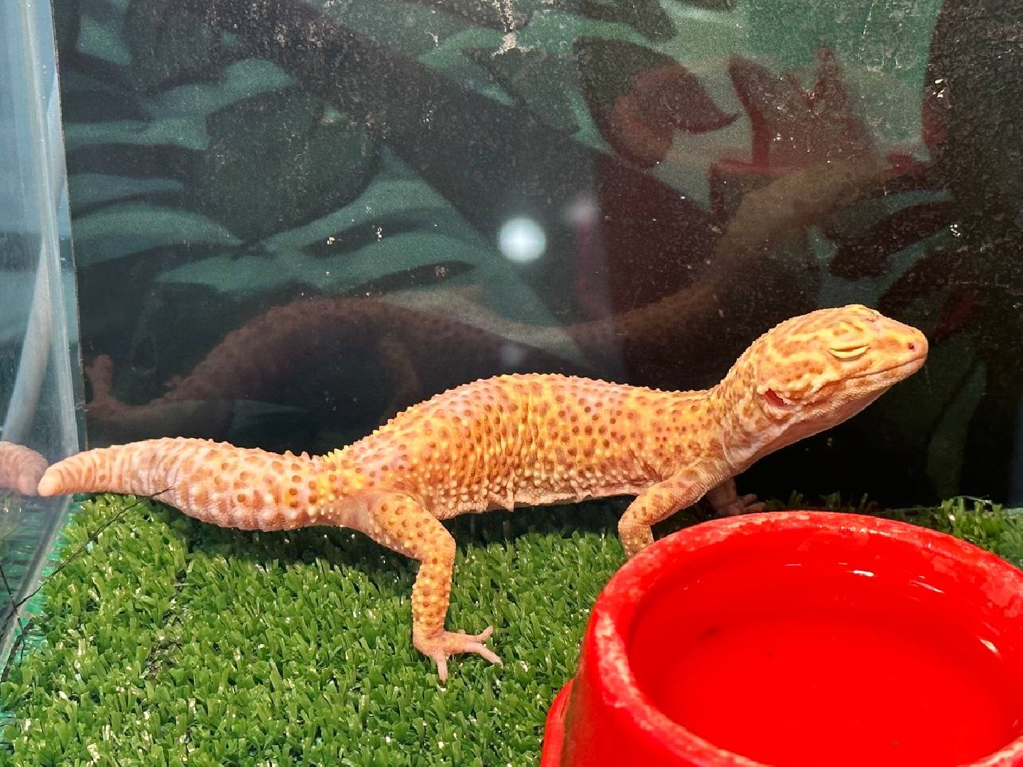 Реутов, выставки, музей, пауки, тарантулы, питоны