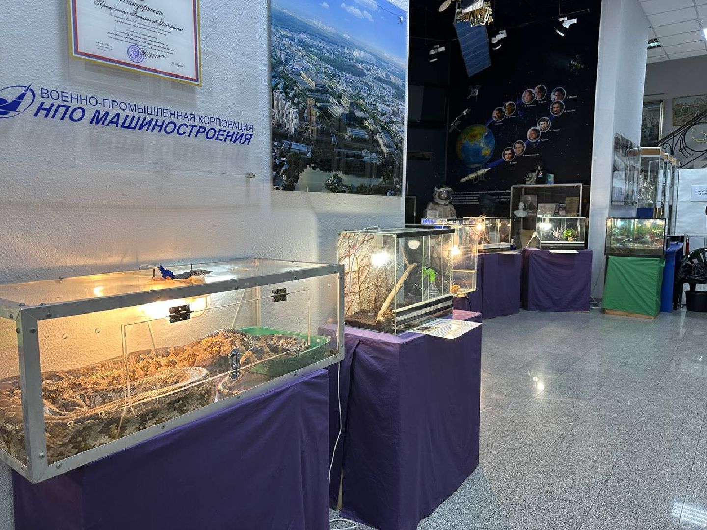 Реутов, выставки, музей, пауки, тарантулы, питоны