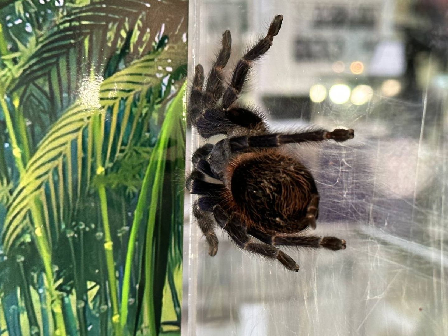 Реутов, выставки, музей, пауки, тарантулы, питоны