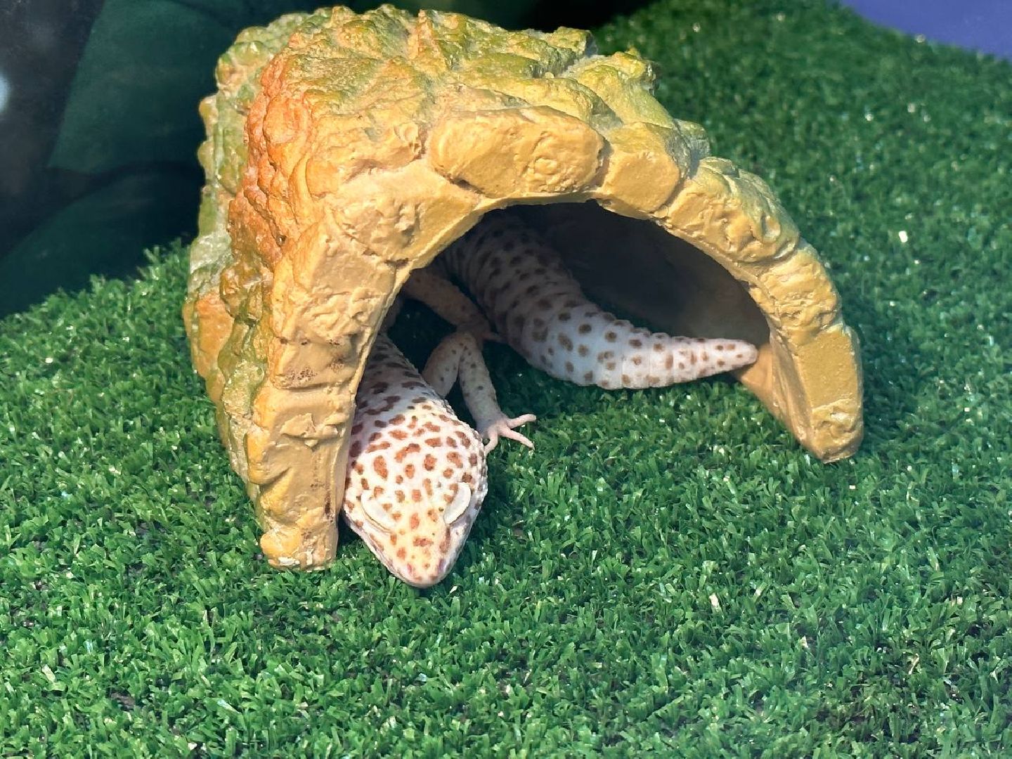 Реутов, выставки, музей, пауки, тарантулы, питоны