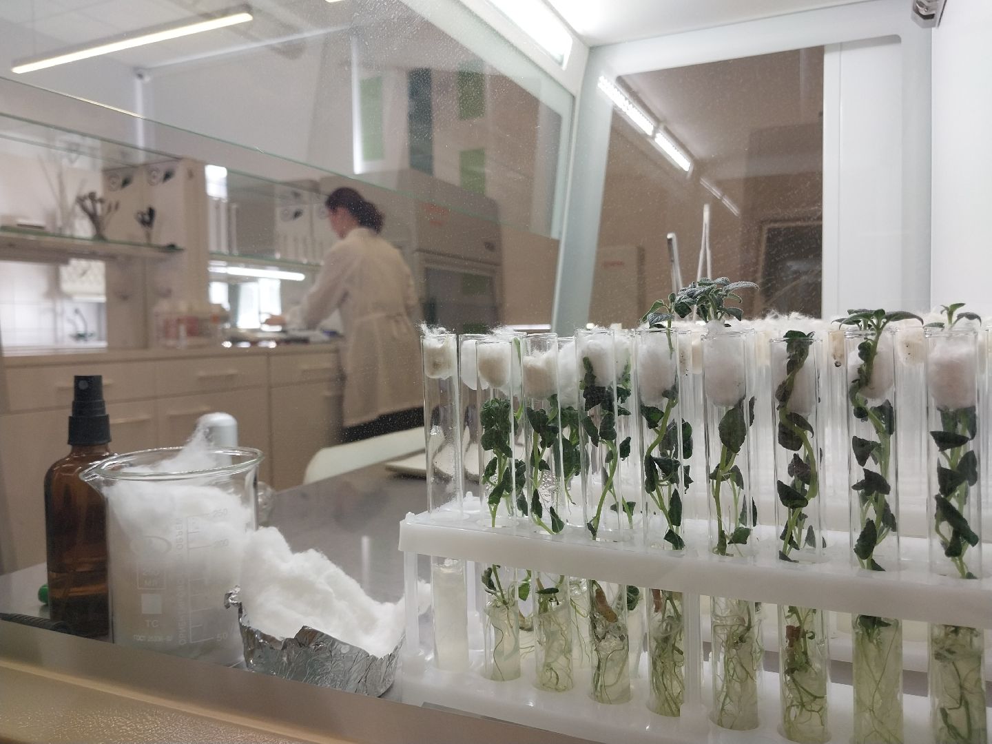 Коломна, Коломенский аграрный колледж, образование