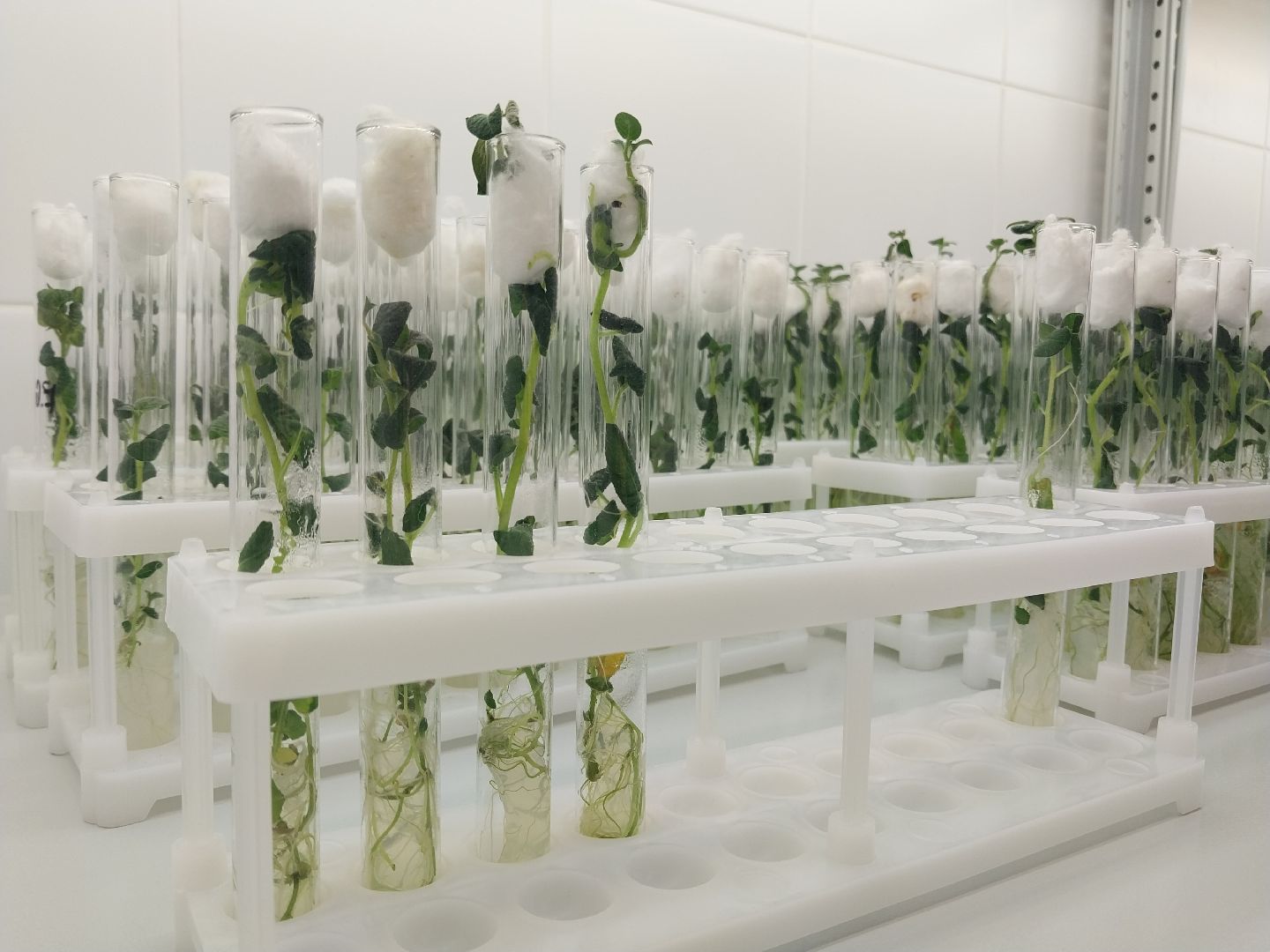 Коломна, Коломенский аграрный колледж, образование