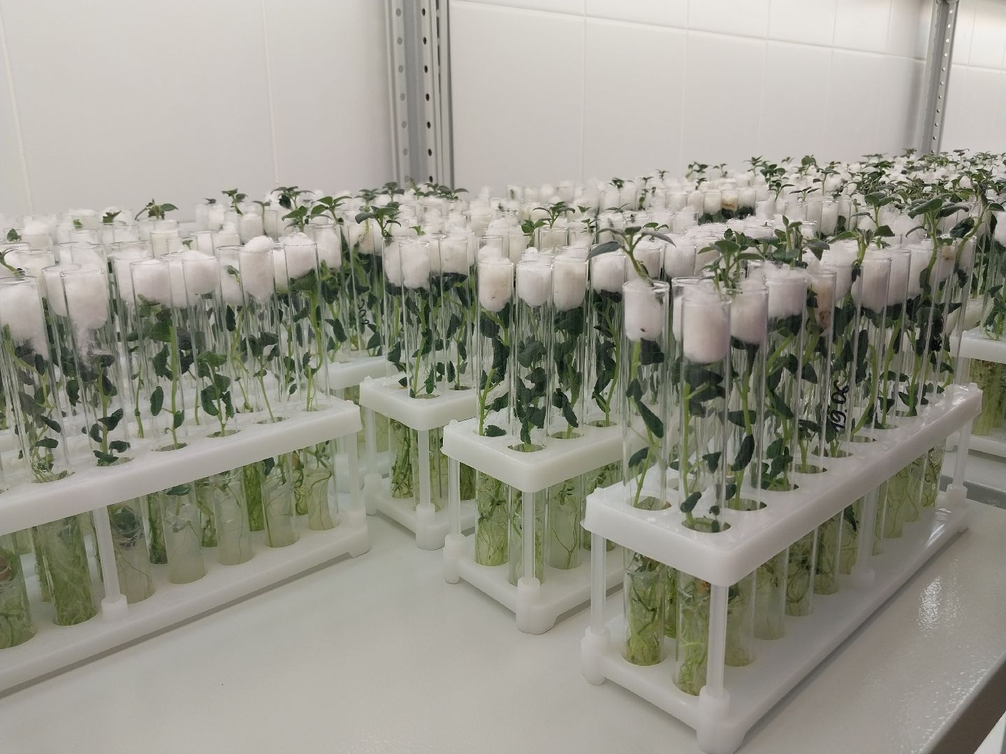 Коломна, Коломенский аграрный колледж, образование