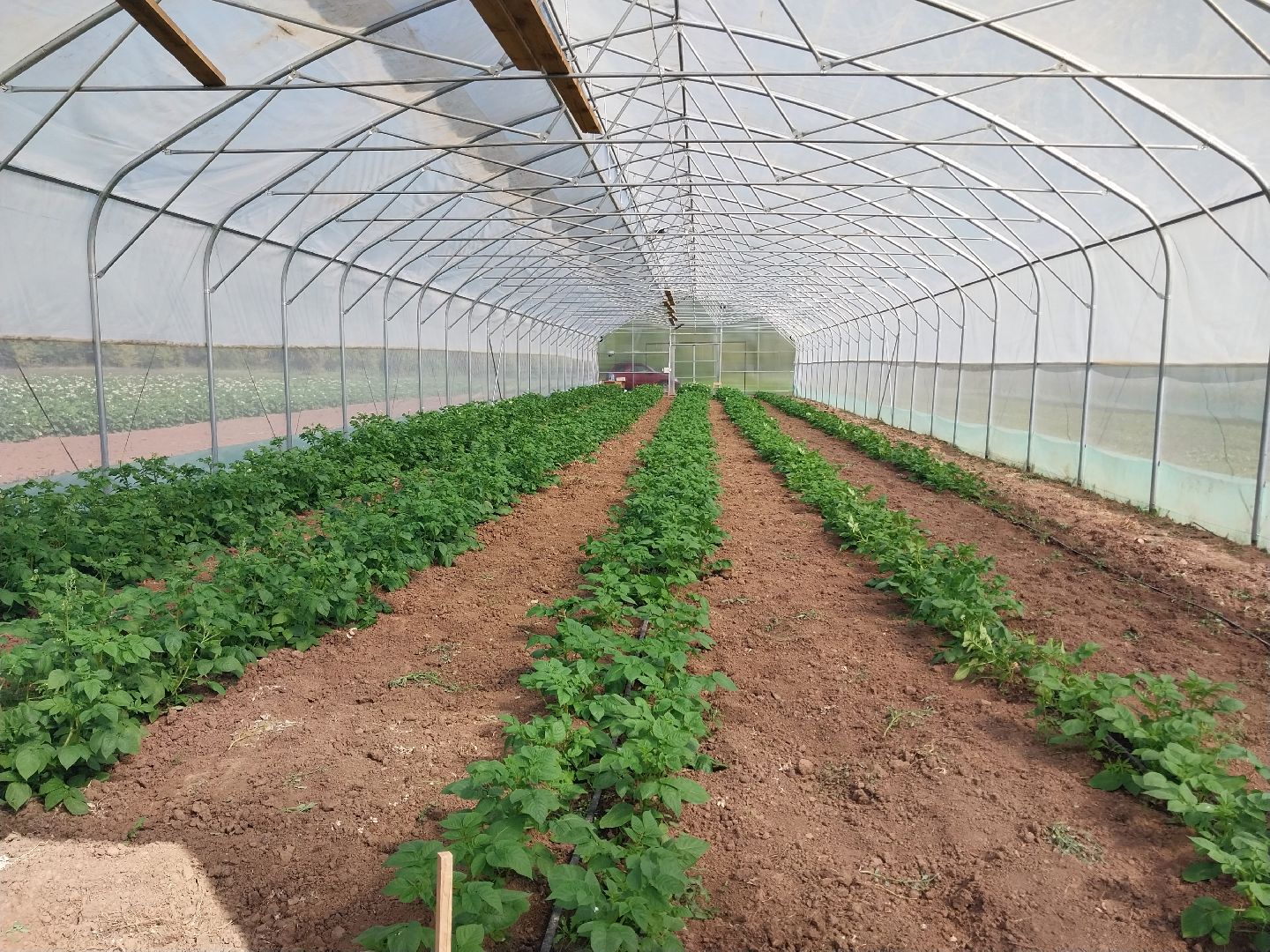 Коломна, коломенский аграрный колледж, агрокластер