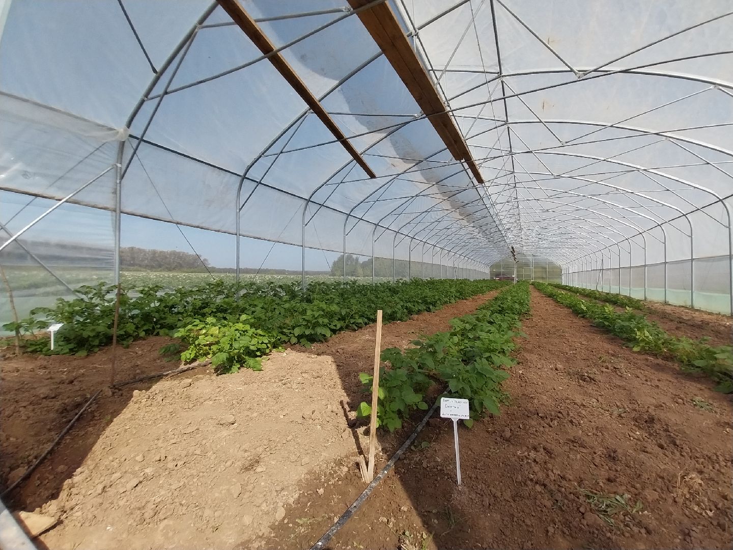 Коломна, коломенский аграрный колледж, агрокластер