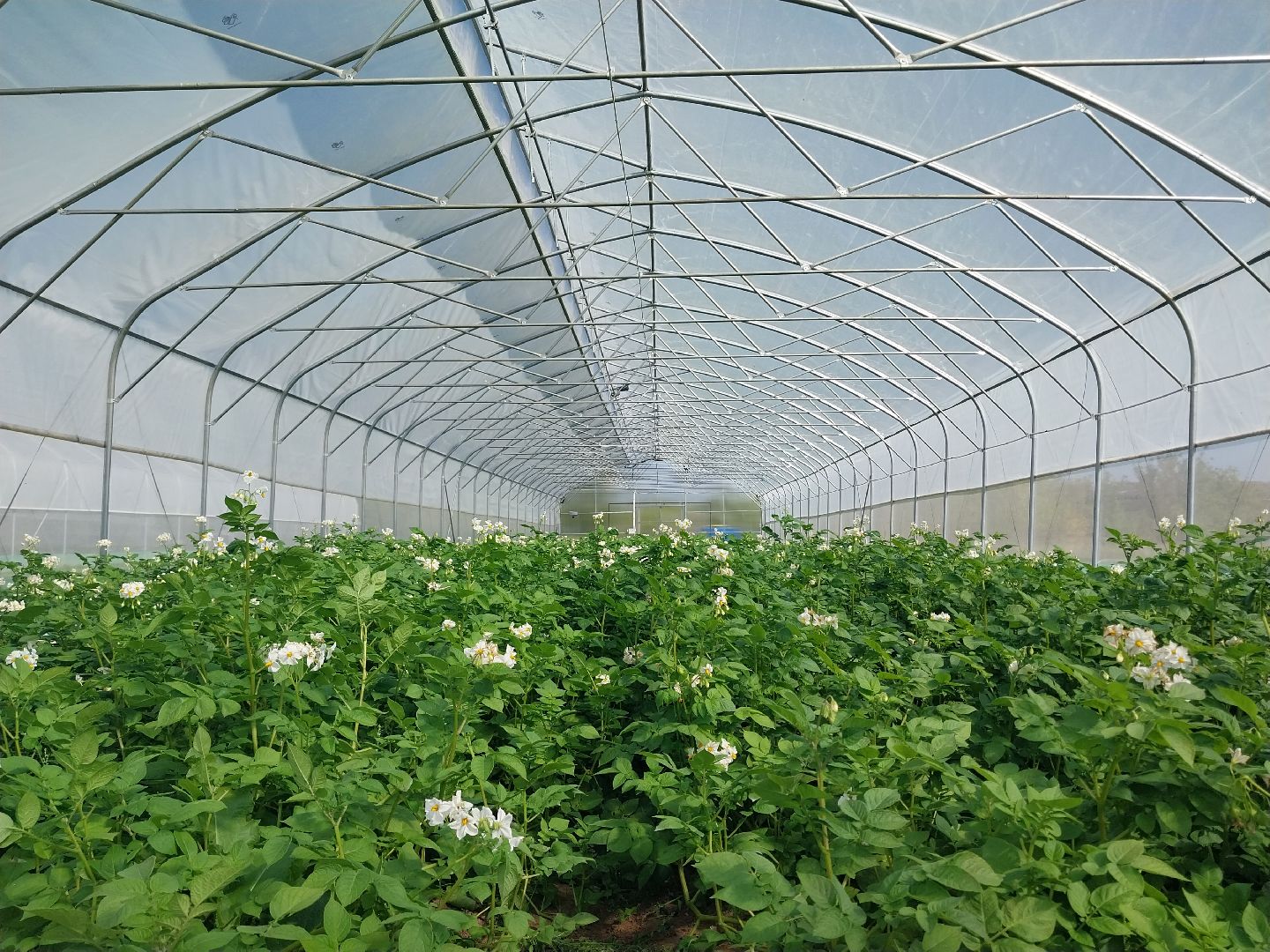 Коломна, коломенский аграрный колледж, агрокластер