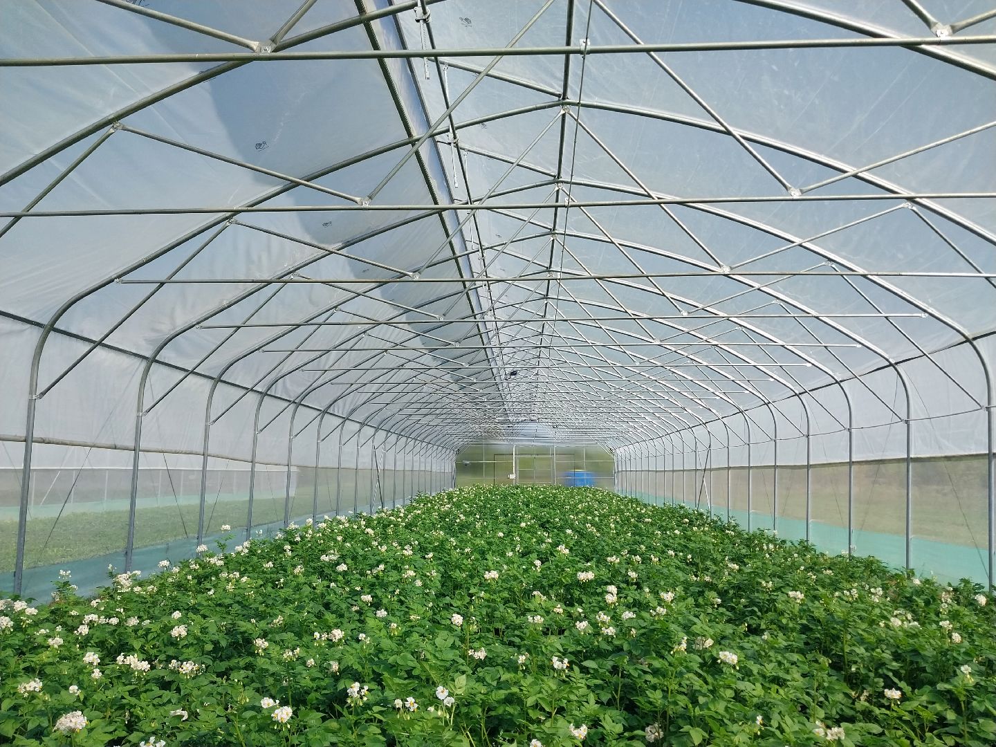 Коломна, коломенский аграрный колледж, агрокластер