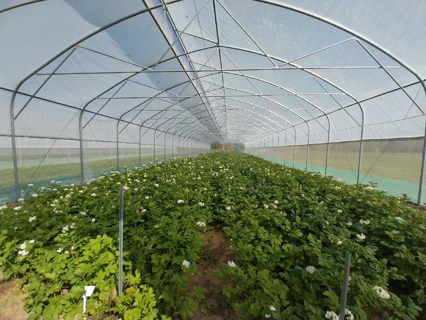 Коломна, коломенский аграрный колледж, агрокластер