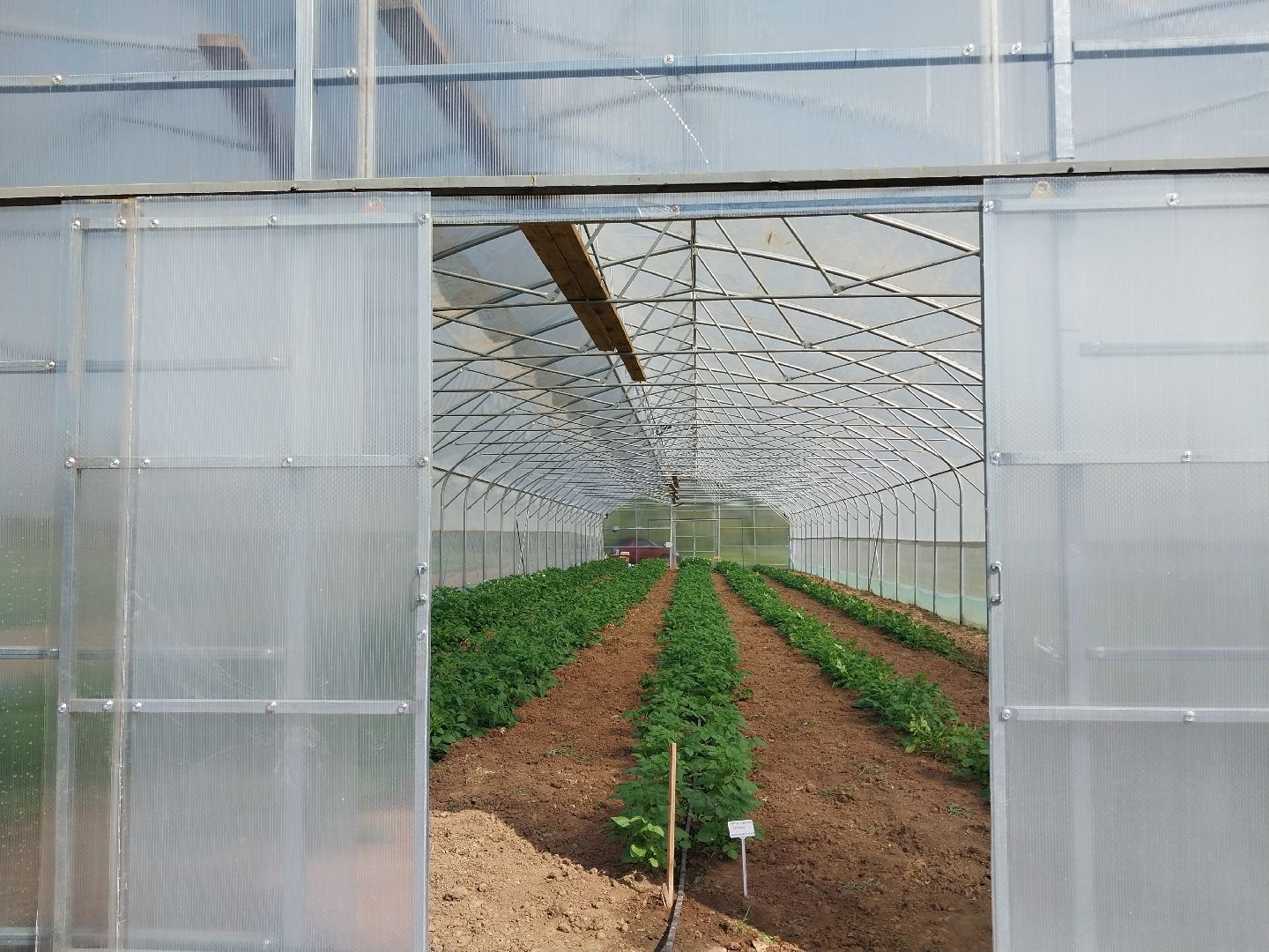 Коломна, коломенский аграрный колледж, агрокластер