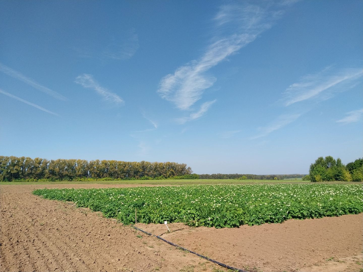 Коломна, коломенский аграрный колледж, агрокластер