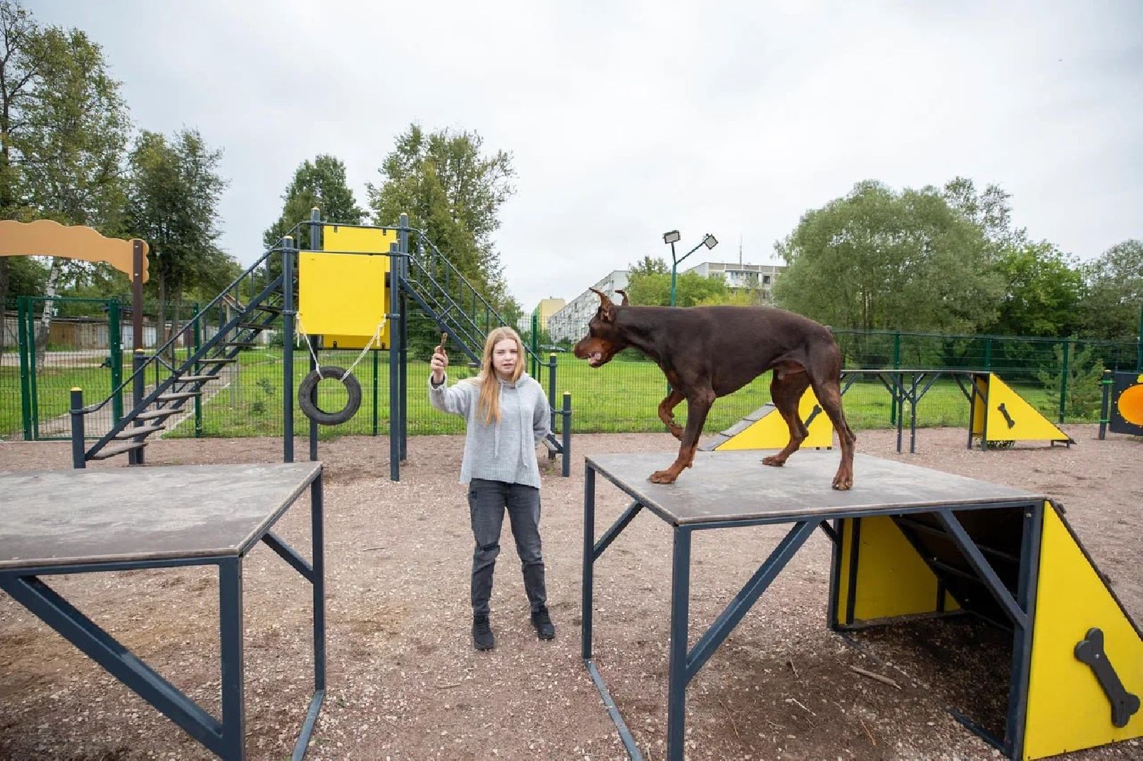 Подольск, собаки, площадка