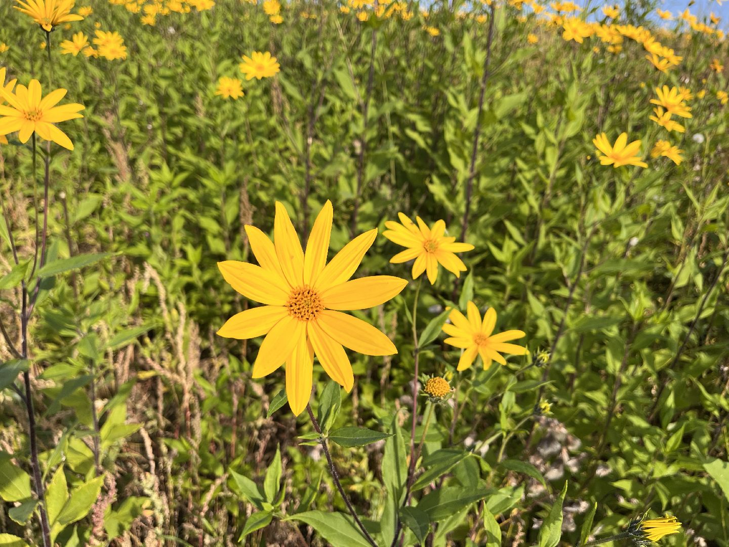 Шаховская, кфх, сельское хозяйство, овощи