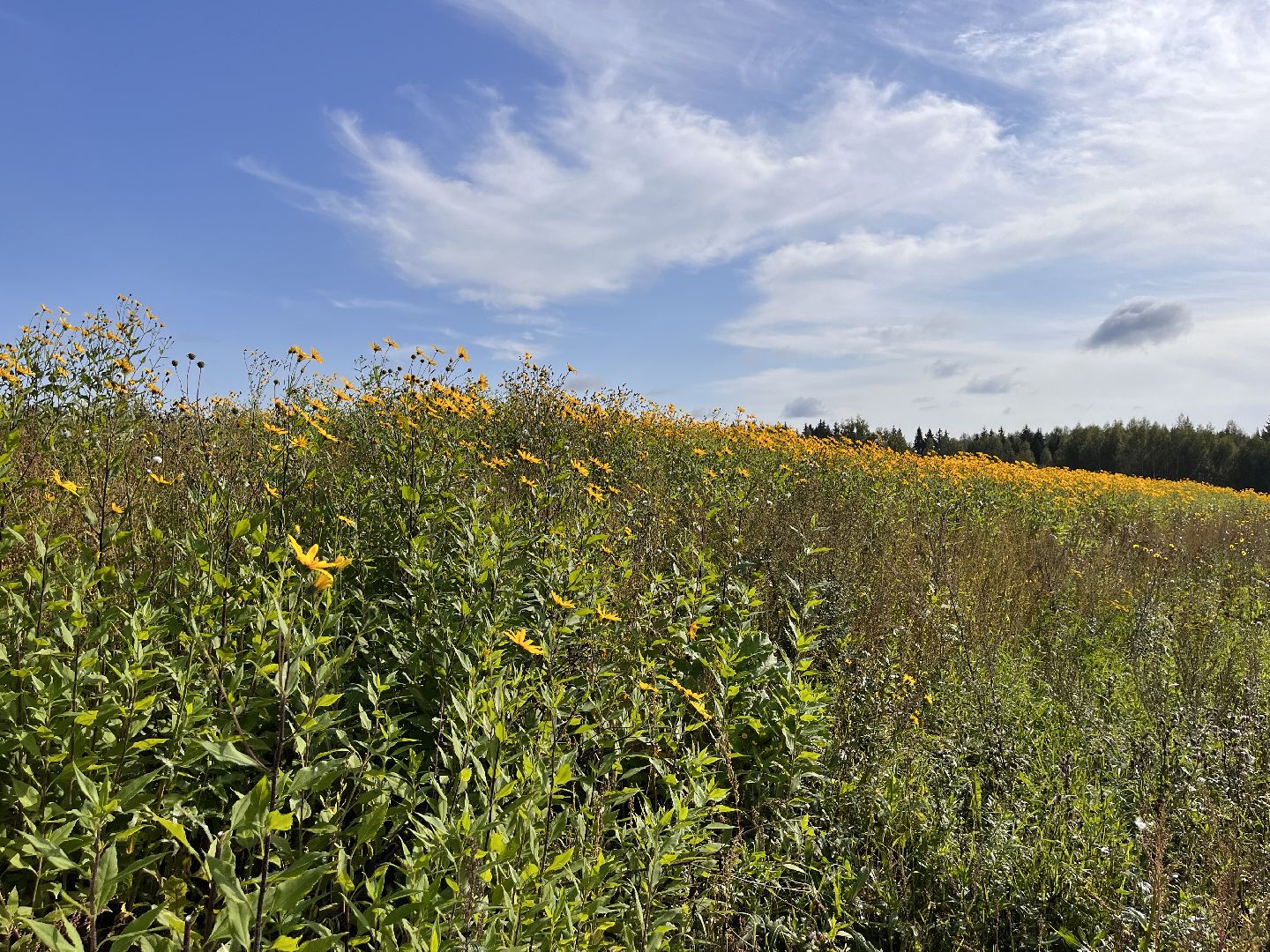 Шаховская, кфх, сельское хозяйство, овощи