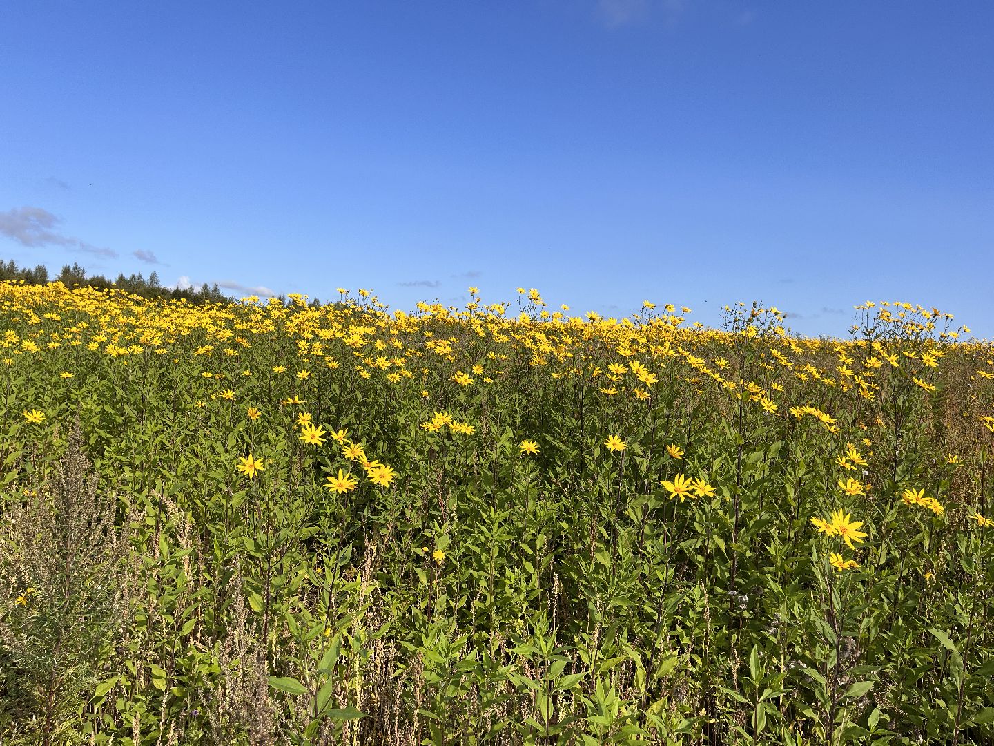 Шаховская, кфх, сельское хозяйство, овощи