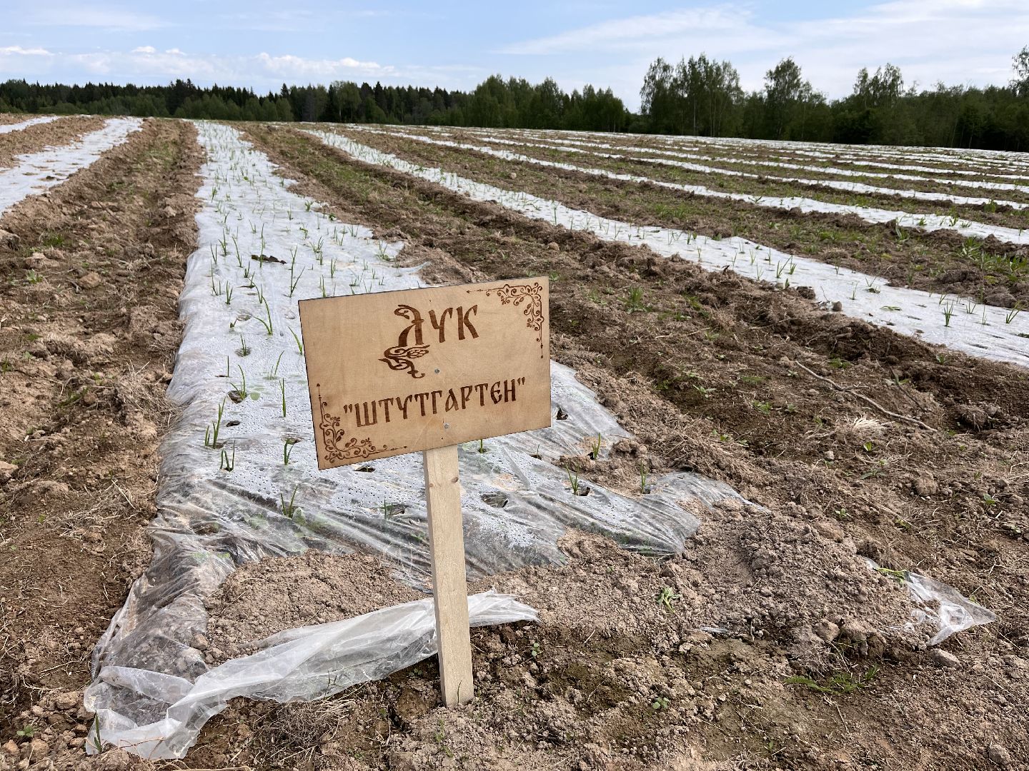 Шаховская, кфх, сельское хозяйство, овощи